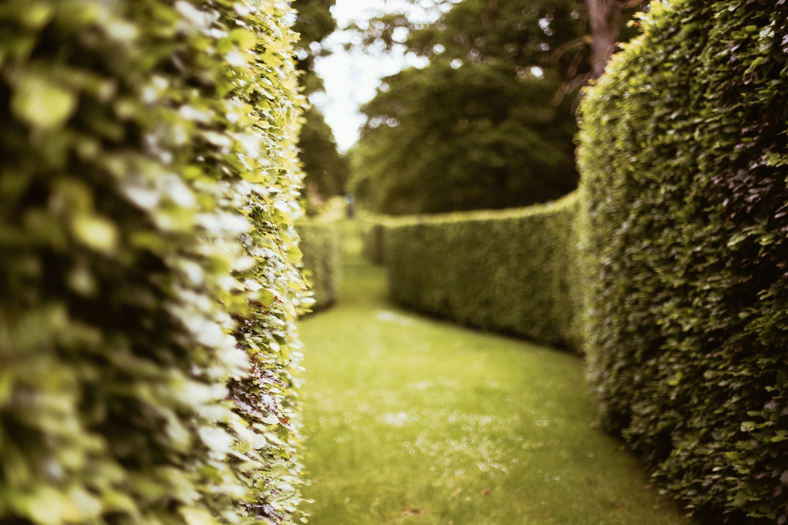Crown Reduction & Lifting example 3 – South Wales Tree and Landscapes