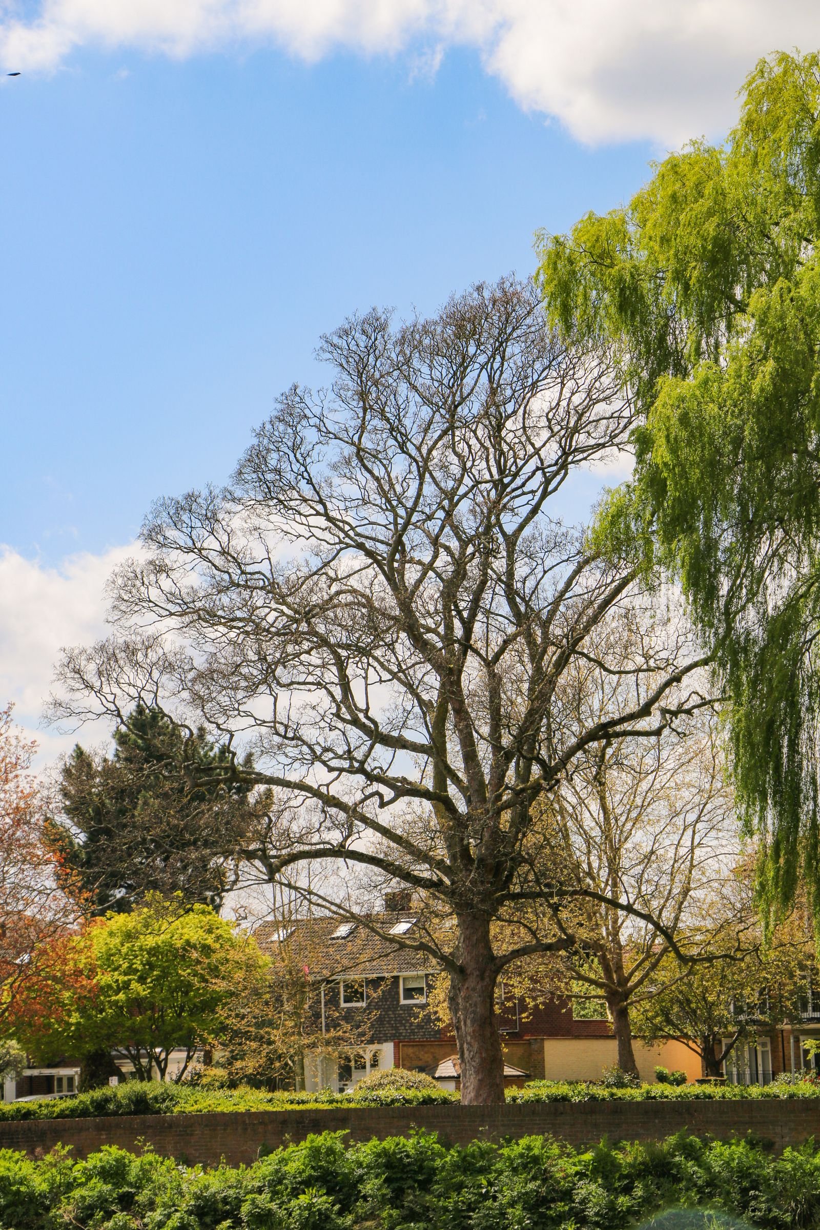 Crown Reduction & Lifting example 4 – South Wales Tree and Landscapes