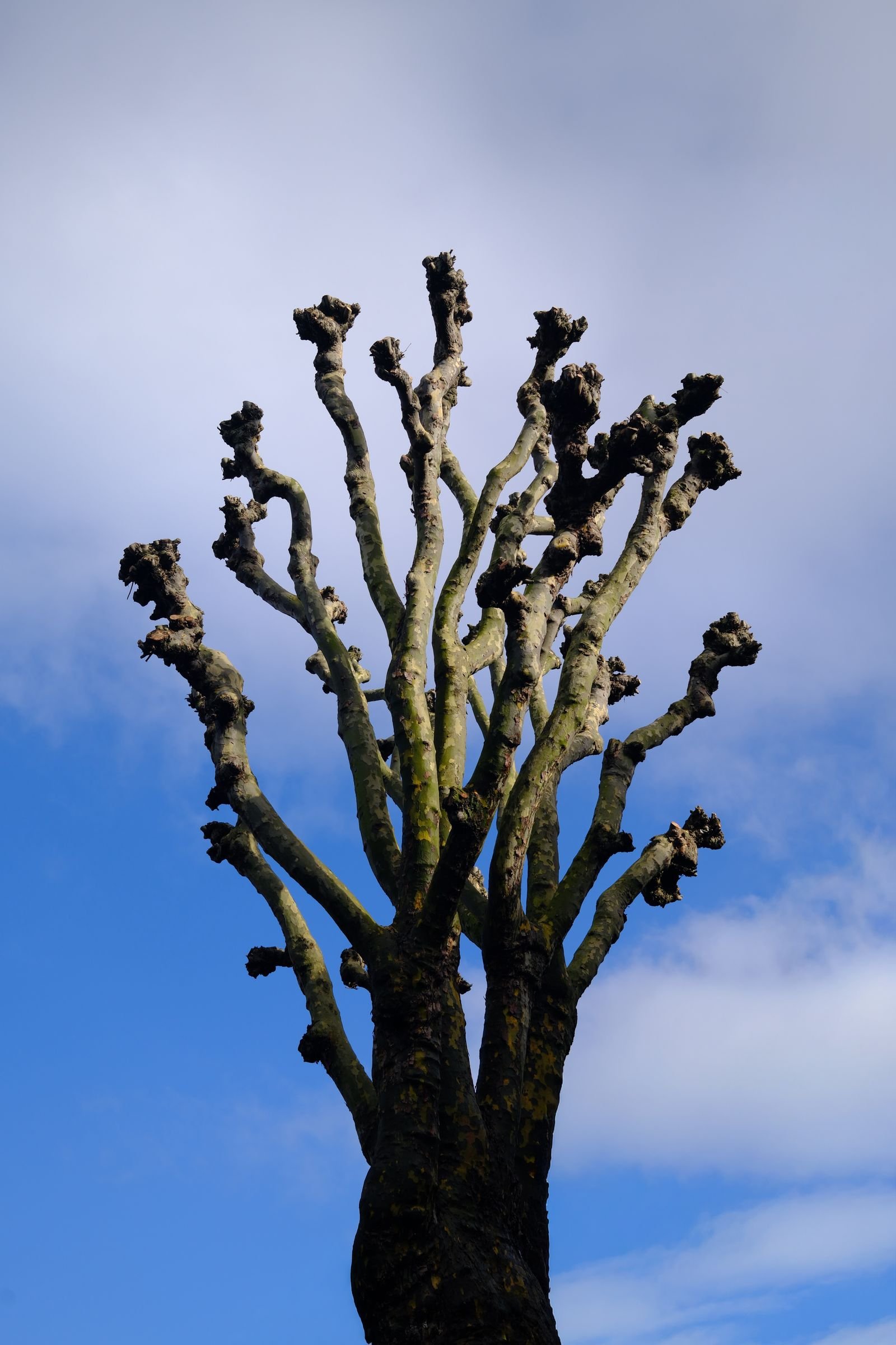 Crown Reduction & Lifting example 5 – South Wales Tree and Landscapes