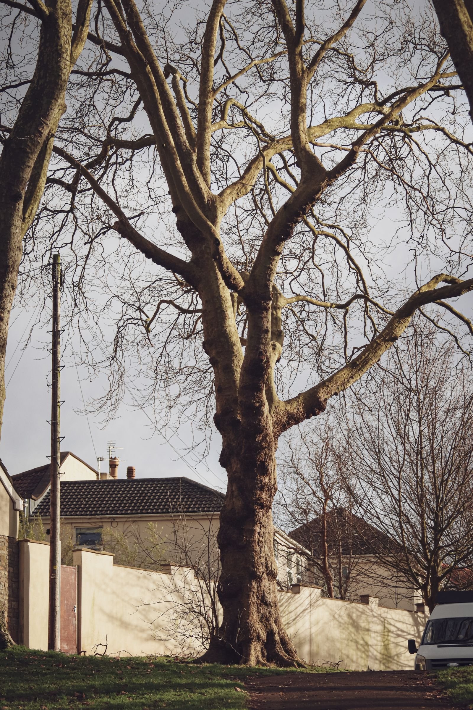 Crown Reduction & Lifting example 6 – South Wales Tree and Landscapes