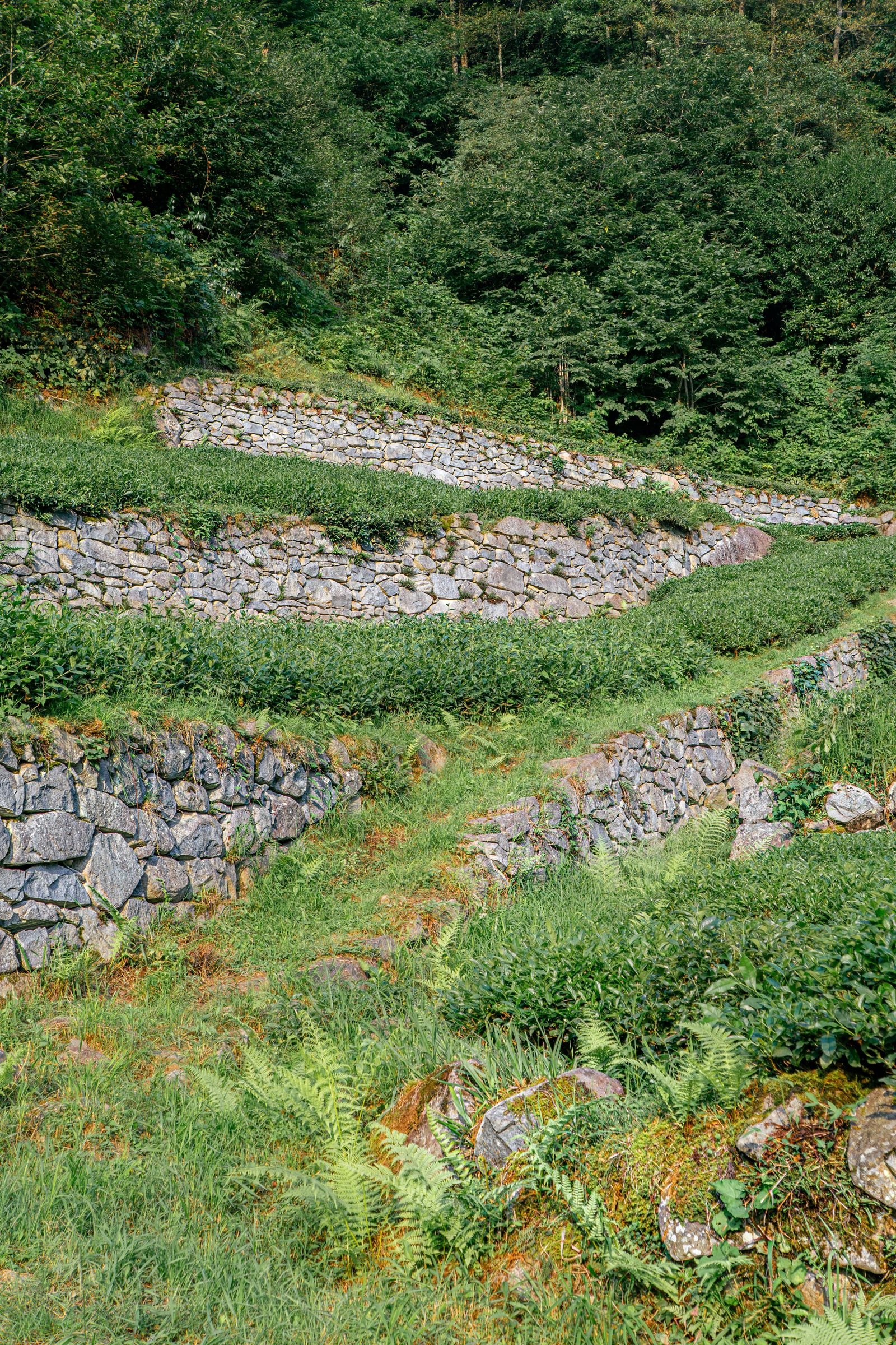 Garden Walls example 4 – South Wales Tree and Landscapes