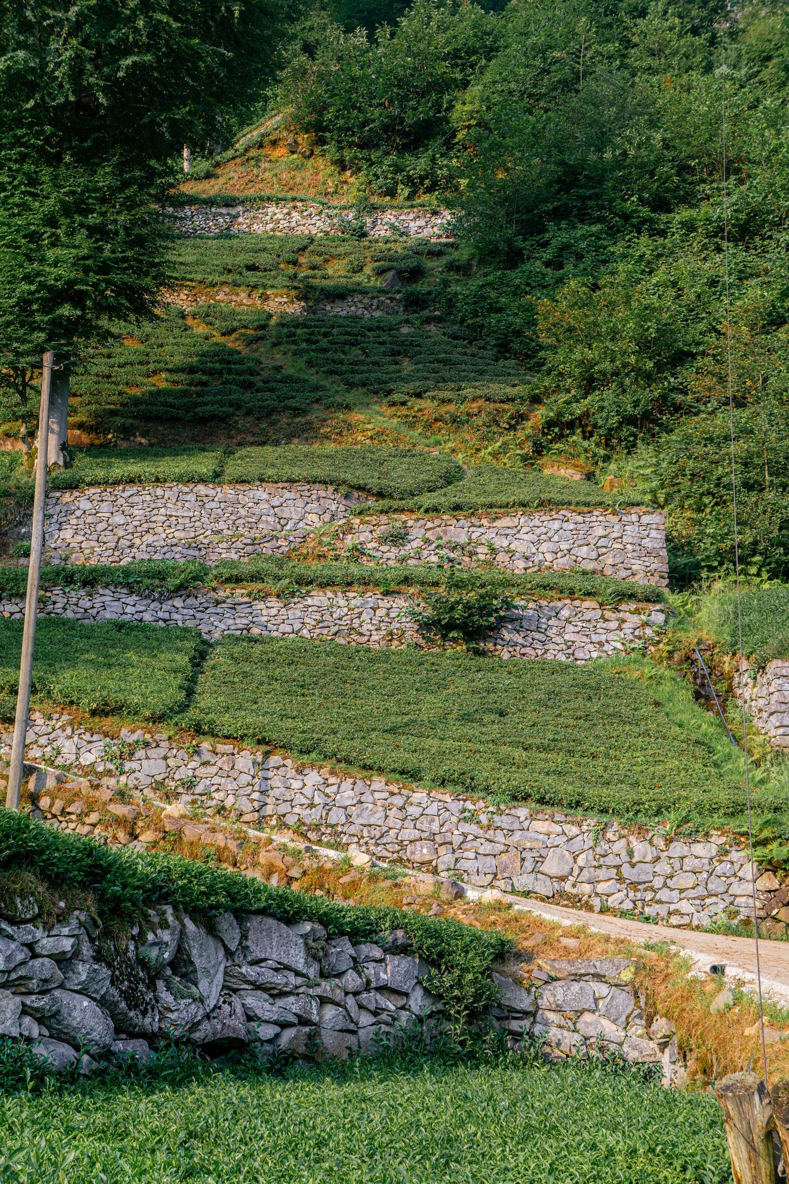 Garden Walls example 6 – South Wales Tree and Landscapes