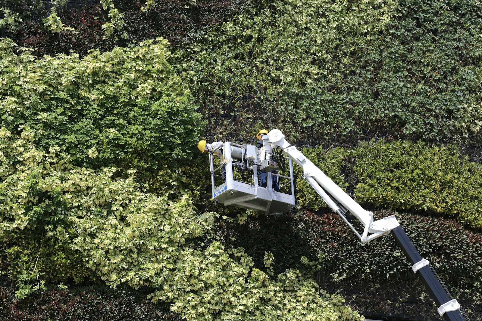 Hedge Cutting & Maintenance example 2 – South Wales Tree and Landscapes