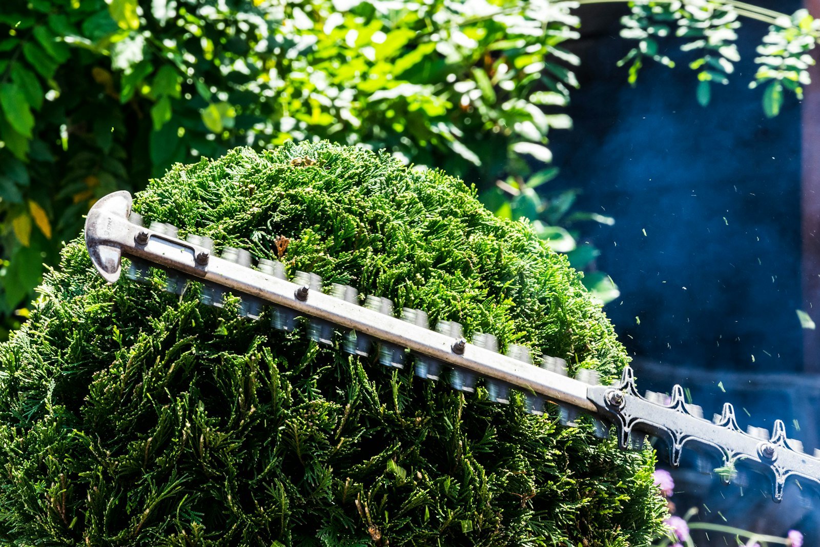 Hedge Cutting & Maintenance example 3 – South Wales Tree and Landscapes