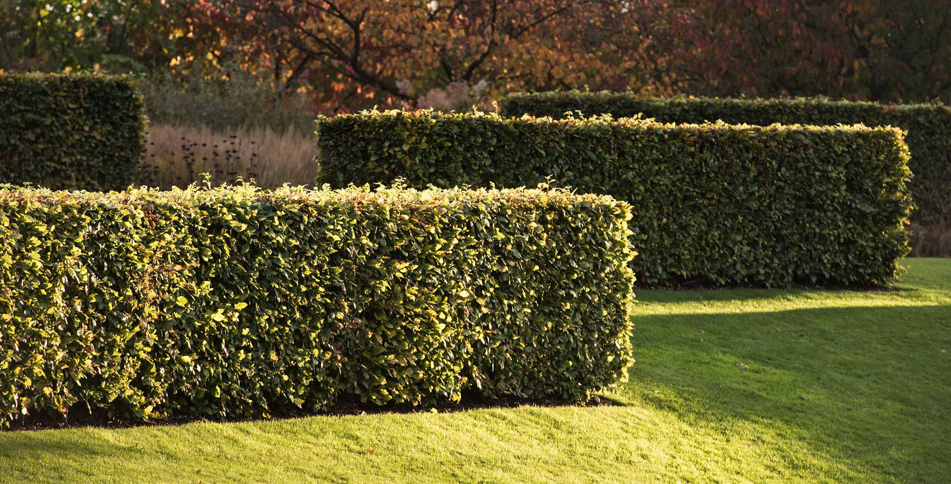 Hedge Trimming