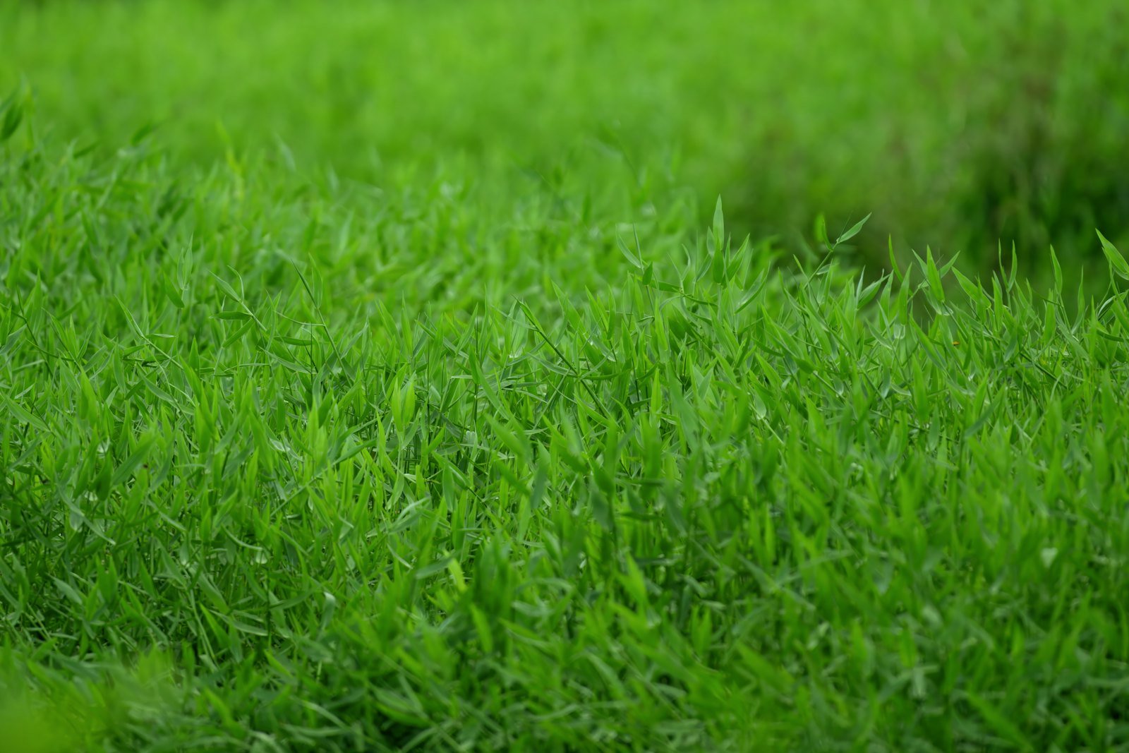 New Lawns & Turfing example 2 – South Wales Tree and Landscapes
