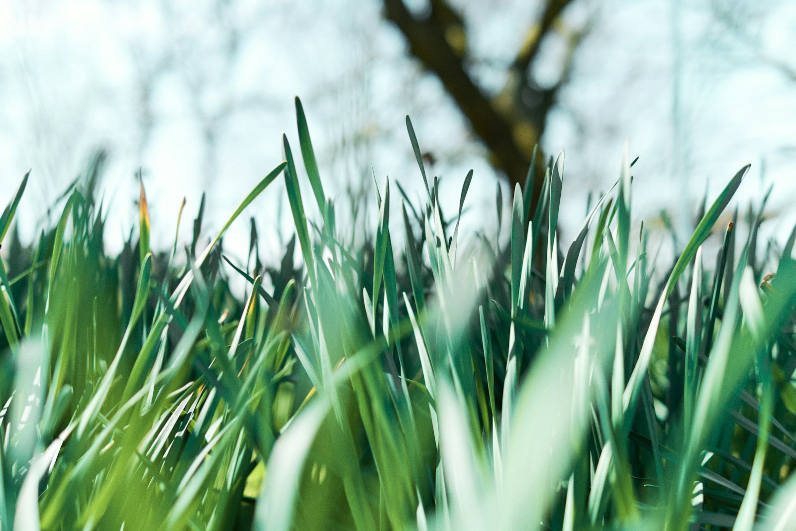 New Lawns & Turfing example 3 – South Wales Tree and Landscapes