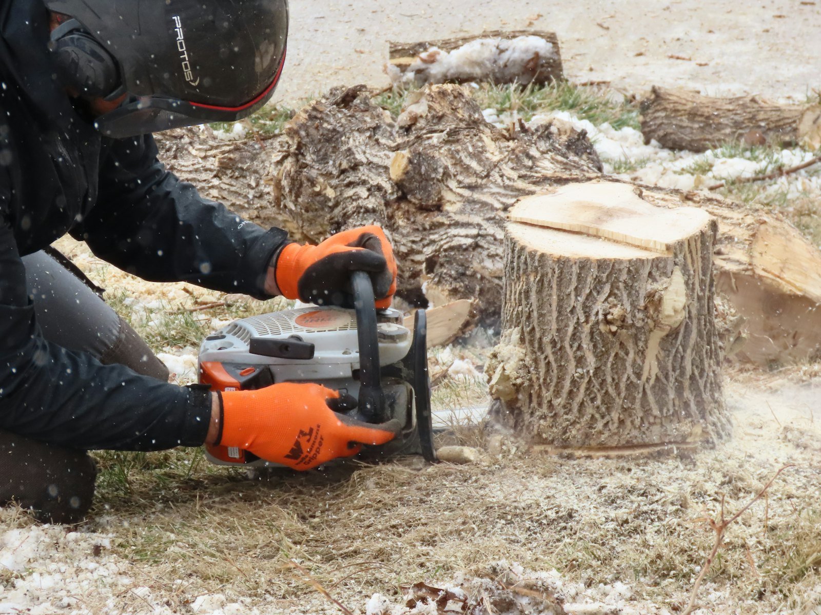 Stump Grinding & Removal example 3 – South Wales Tree and Landscapes