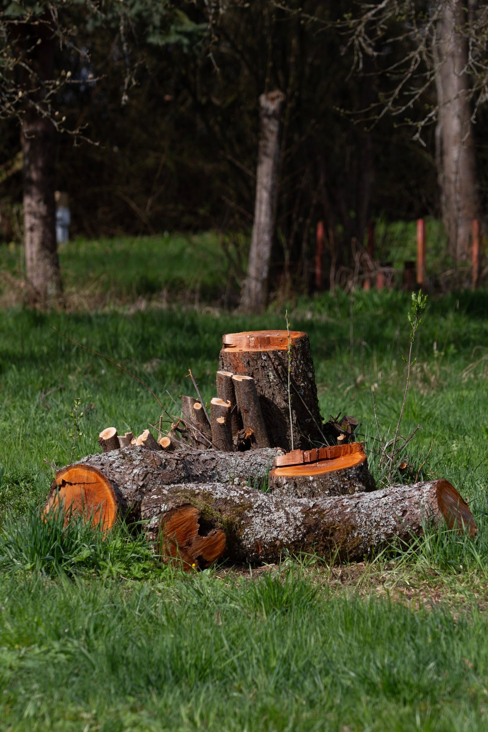 Stump Grinding & Removal example 5 – South Wales Tree and Landscapes