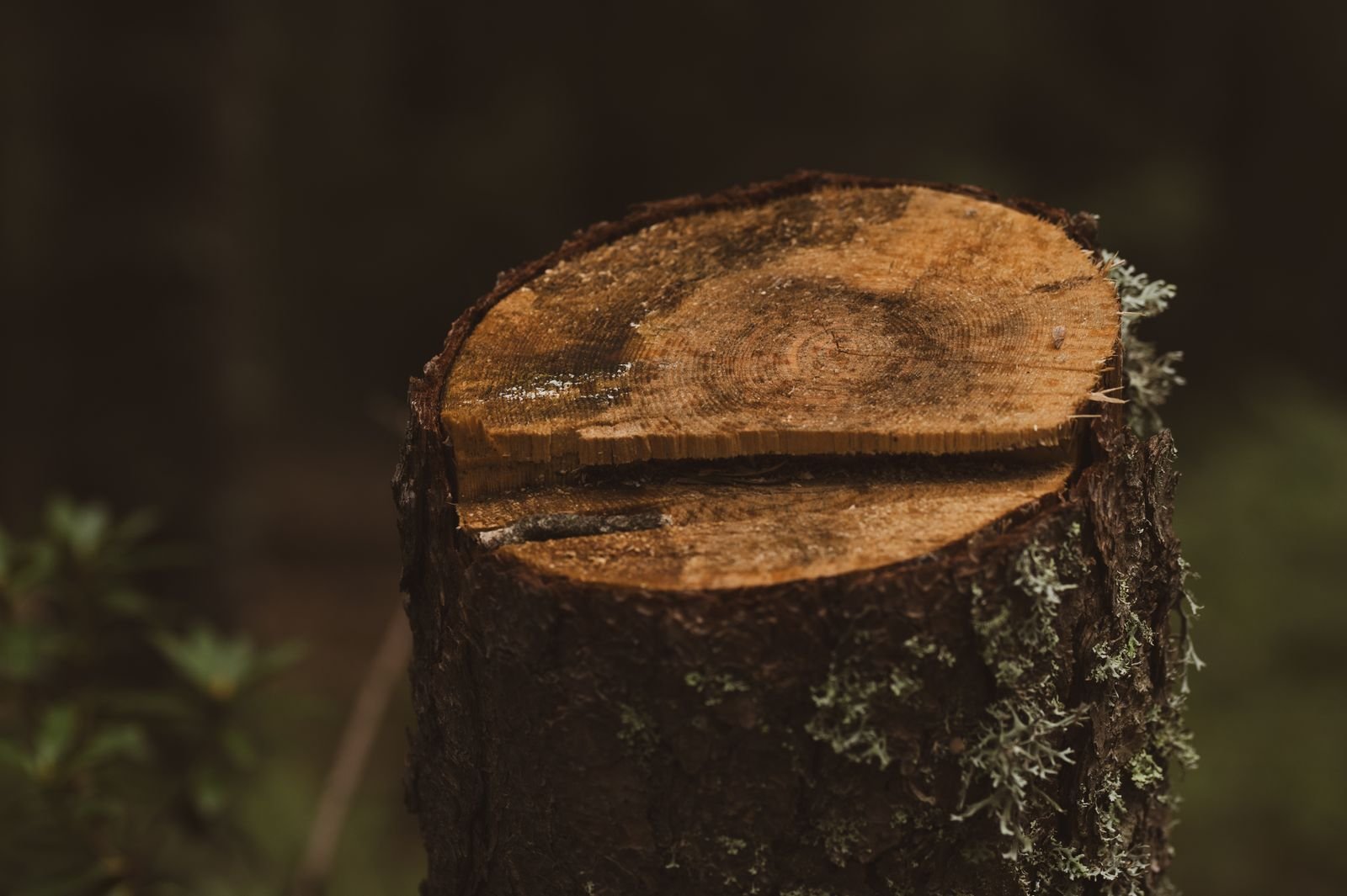 Stump Grinding & Removal example 6 – South Wales Tree and Landscapes