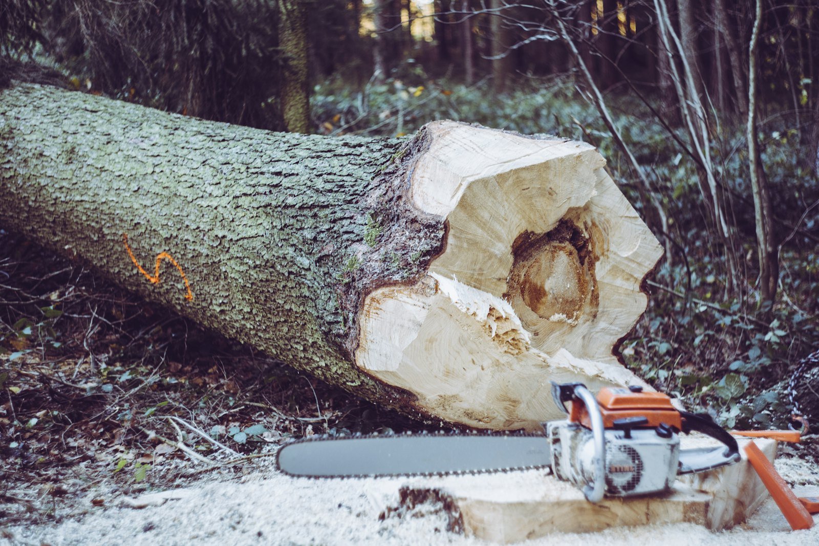 Tree Removal & Felling example 2 – South Wales Tree and Landscapes