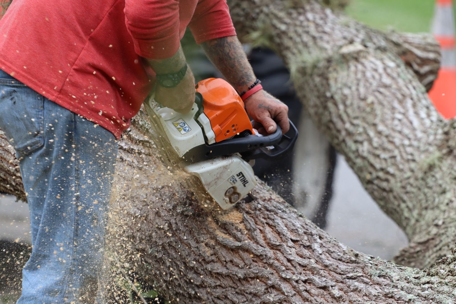 Tree Removal & Felling example 5 – South Wales Tree and Landscapes