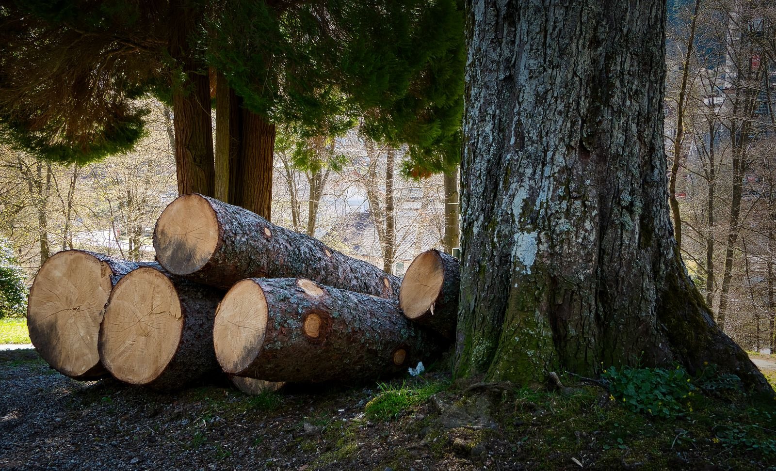 Tree Removal & Felling example 6 – South Wales Tree and Landscapes