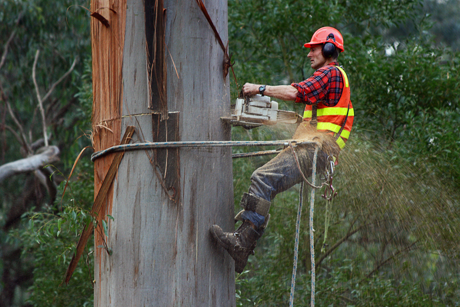 Tree Surgery