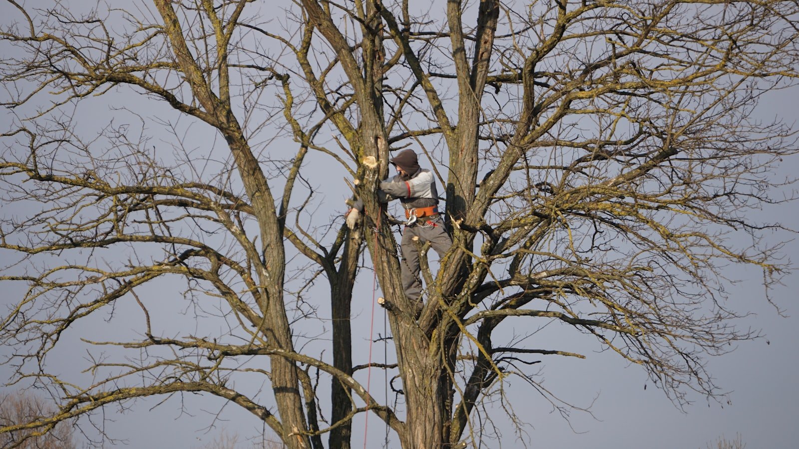 Tree Surgery