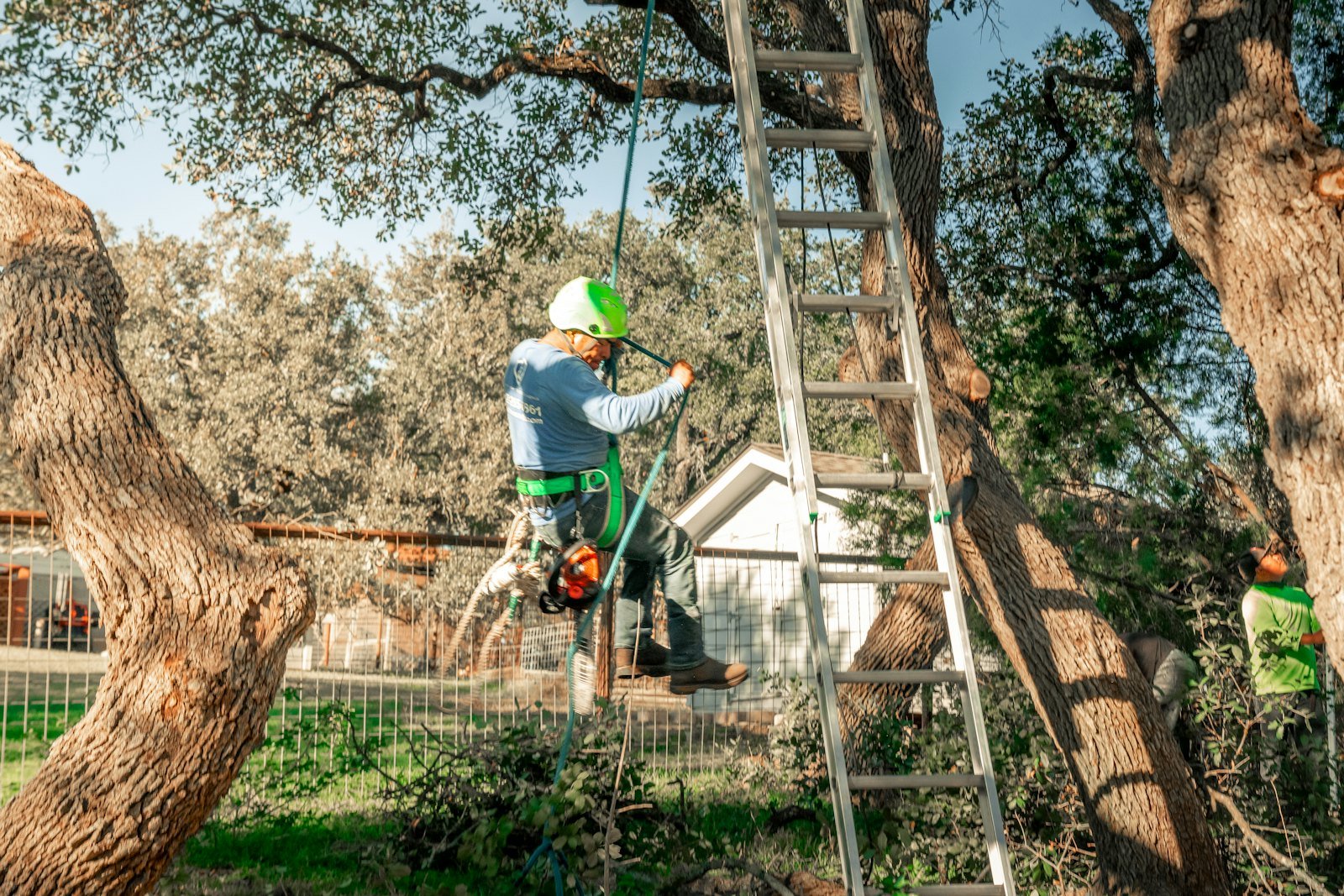 Tree Surgery example 2 – South Wales Tree and Landscapes