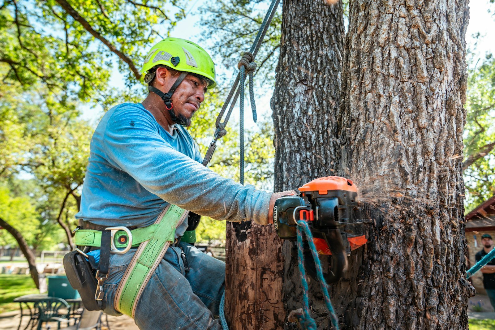 Tree Surgery example 3 – South Wales Tree and Landscapes