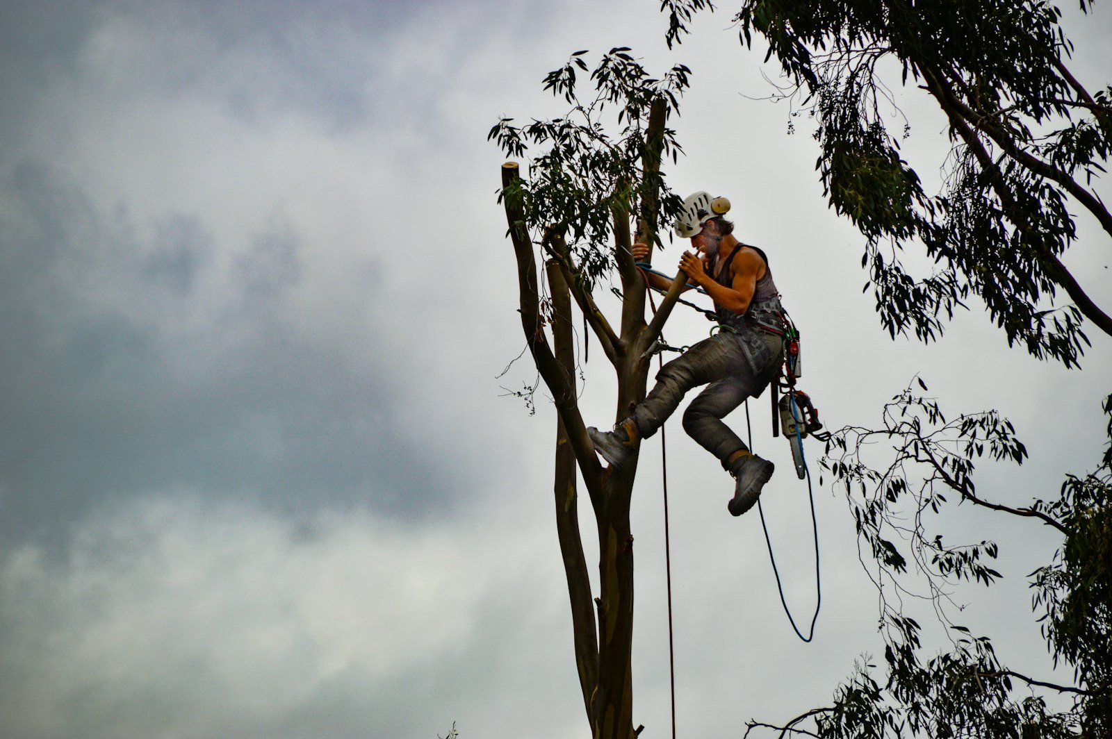 Tree Surgery example 4 – South Wales Tree and Landscapes