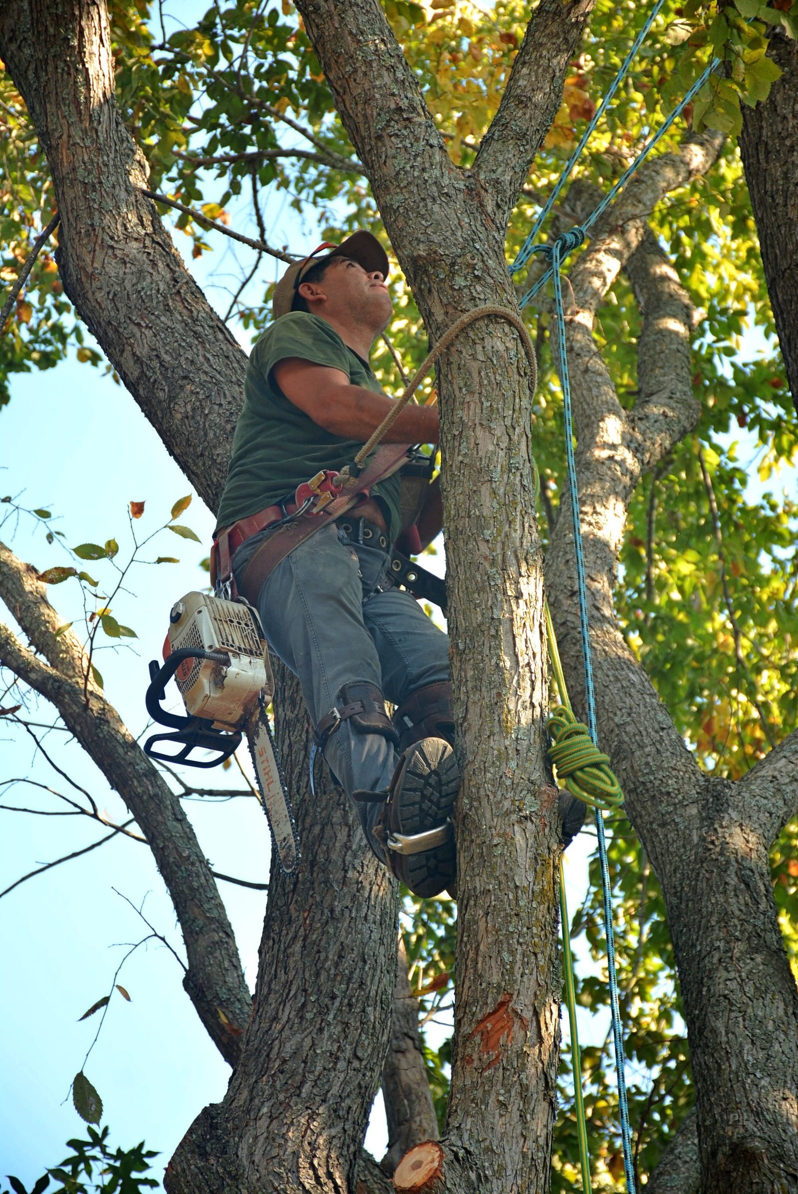 Tree Surgery example 5 – South Wales Tree and Landscapes